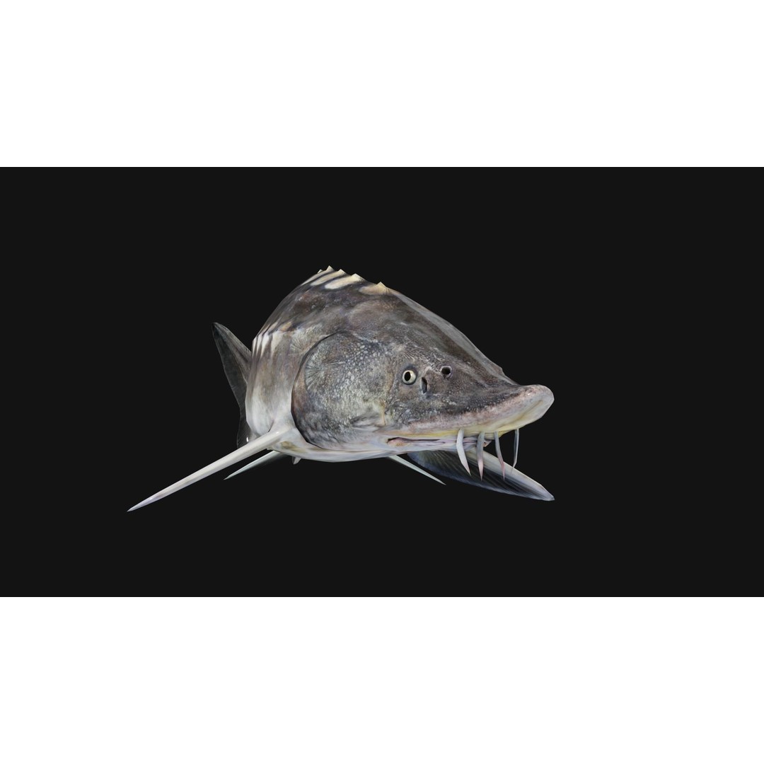 Sturgeon Freshwater Fish 3D Model – Low Poly Rigged Asset, FBX - View 9