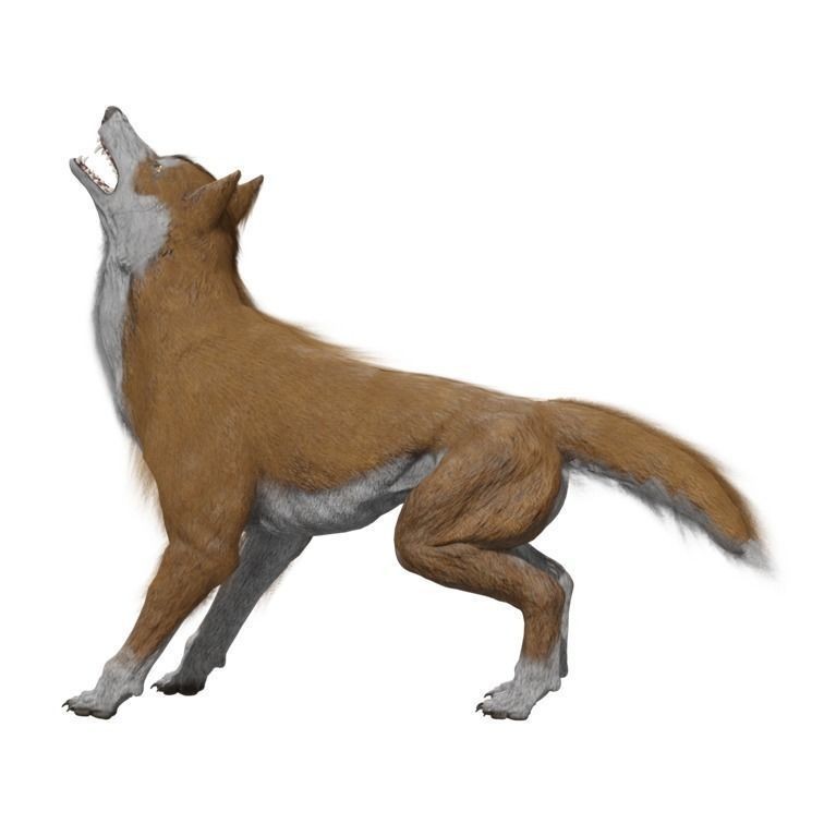 Wolf 3D Model – Rigged Low-Poly Animated Game Asset, FBX, OBJ - View 12
