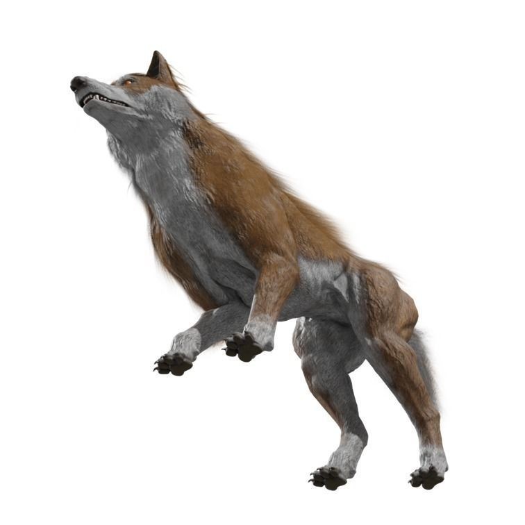 Wolf 3D Model – Rigged Low-Poly Animated Game Asset, FBX, OBJ - View 13