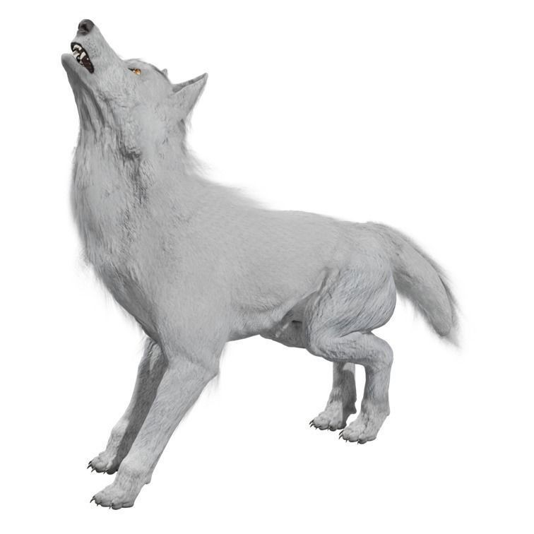 Wolf 3D Model – Rigged Low-Poly Animated Game Asset, FBX, OBJ - View 16