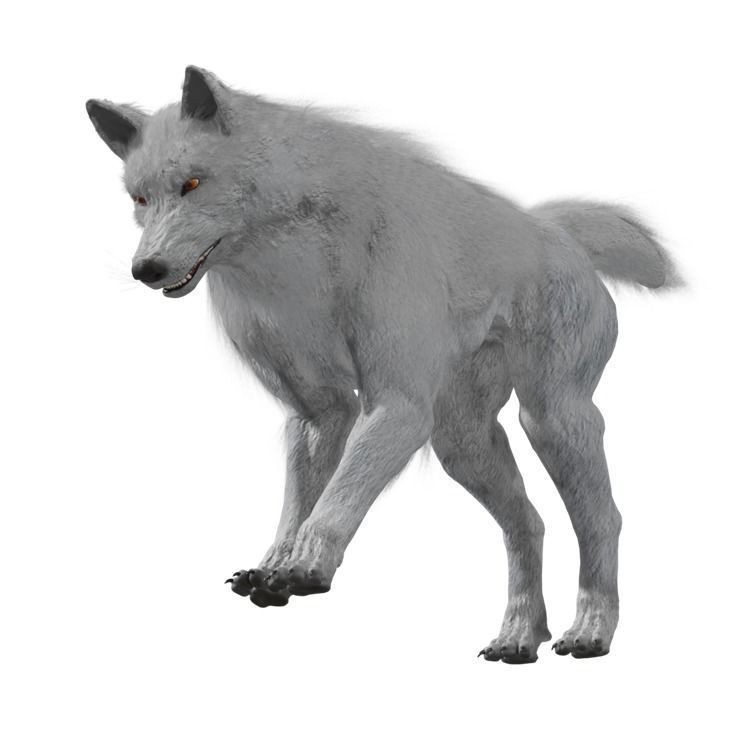 Wolf 3D Model – Rigged Low-Poly Animated Game Asset, FBX, OBJ - View 17