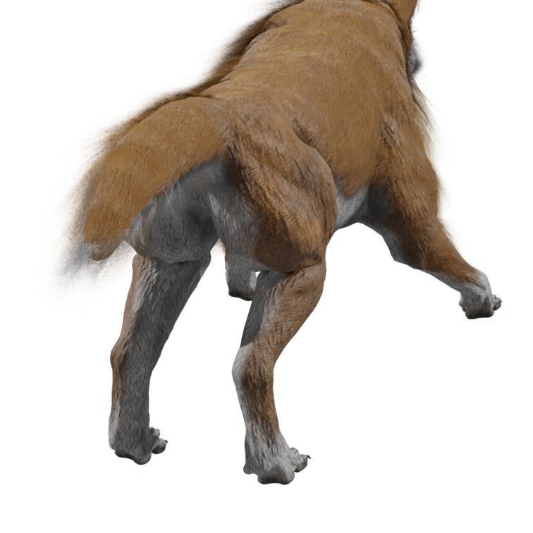 Wolf 3D Model – Rigged Low-Poly Animated Game Asset, FBX, OBJ - View 22
