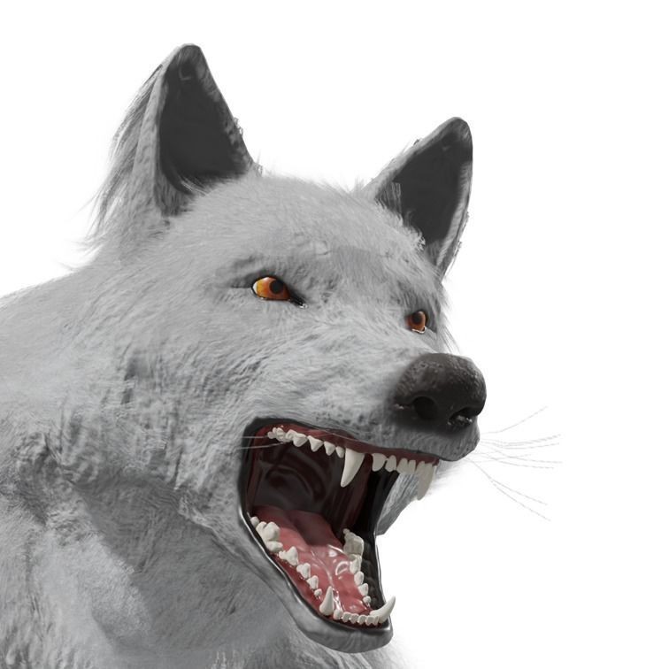 Wolf 3D Model – Rigged Low-Poly Animated Game Asset, FBX, OBJ - View 26
