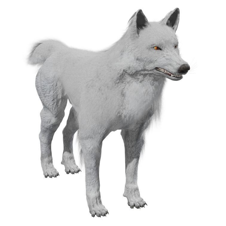 Wolf 3D Model – Rigged Low-Poly Animated Game Asset, FBX, OBJ - View 27