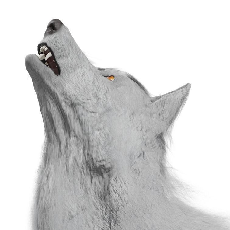 Wolf 3D Model – Rigged Low-Poly Animated Game Asset, FBX, OBJ - View 29