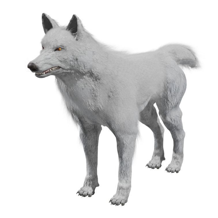 Wolf 3D Model – Rigged Low-Poly Animated Game Asset, FBX, OBJ - View 3