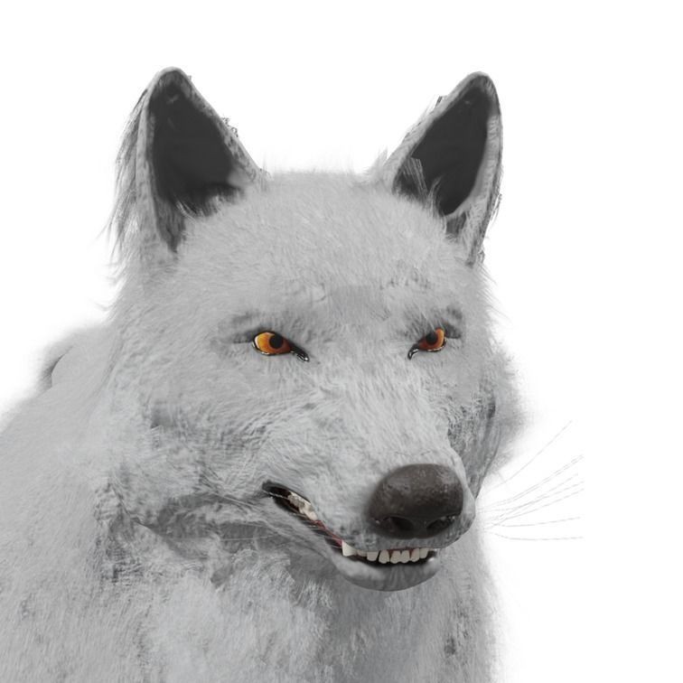 Wolf 3D Model – Rigged Low-Poly Animated Game Asset, FBX, OBJ - View 30