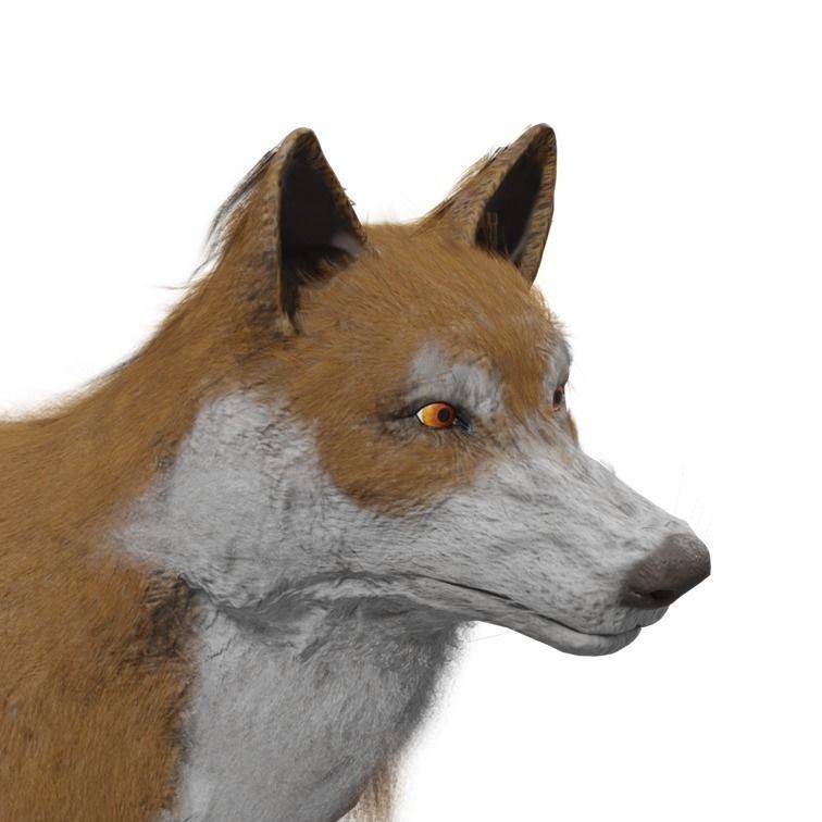 Wolf 3D Model – Rigged Low-Poly Animated Game Asset, FBX, OBJ - View 32