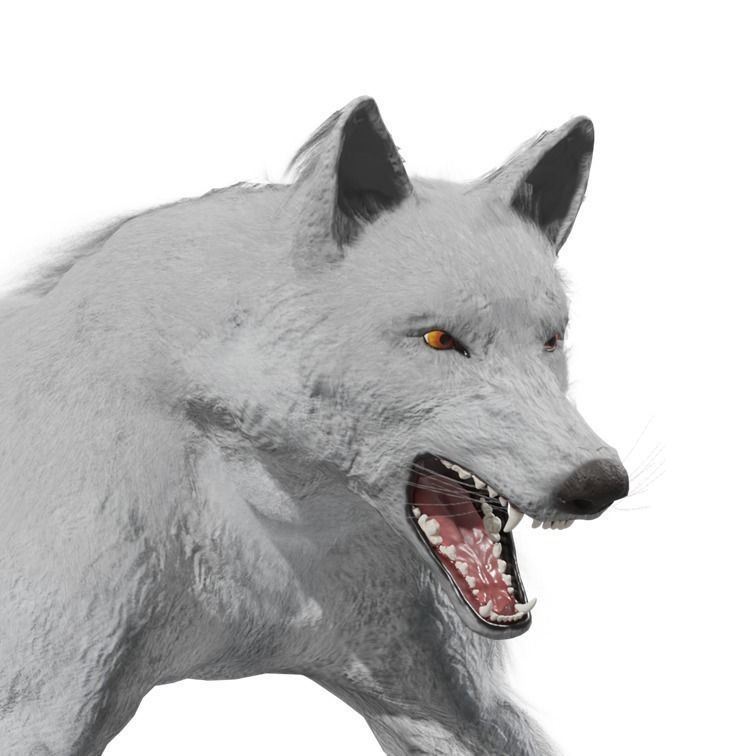 Wolf 3D Model – Rigged Low-Poly Animated Game Asset, FBX, OBJ - View 33