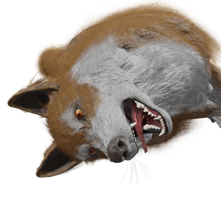 Wolf 3D Model – Rigged Low-Poly Animated Game Asset, FBX, OBJ - View 34