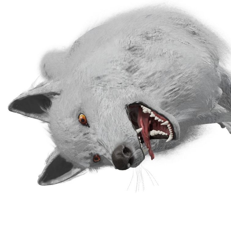 Wolf 3D Model – Rigged Low-Poly Animated Game Asset, FBX, OBJ - View 35
