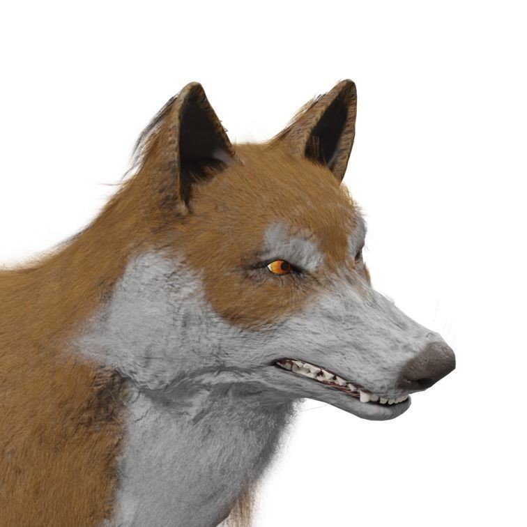 Wolf 3D Model – Rigged Low-Poly Animated Game Asset, FBX, OBJ - View 37