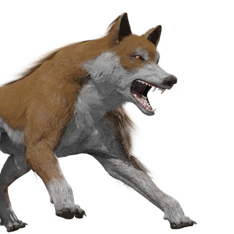 Wolf 3D Model – Rigged Low-Poly Animated Game Asset, FBX, OBJ - View 5