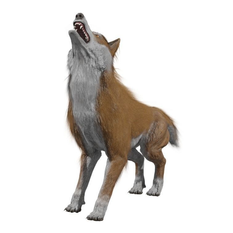 Wolf 3D Model – Rigged Low-Poly Animated Game Asset, FBX, OBJ - View 9
