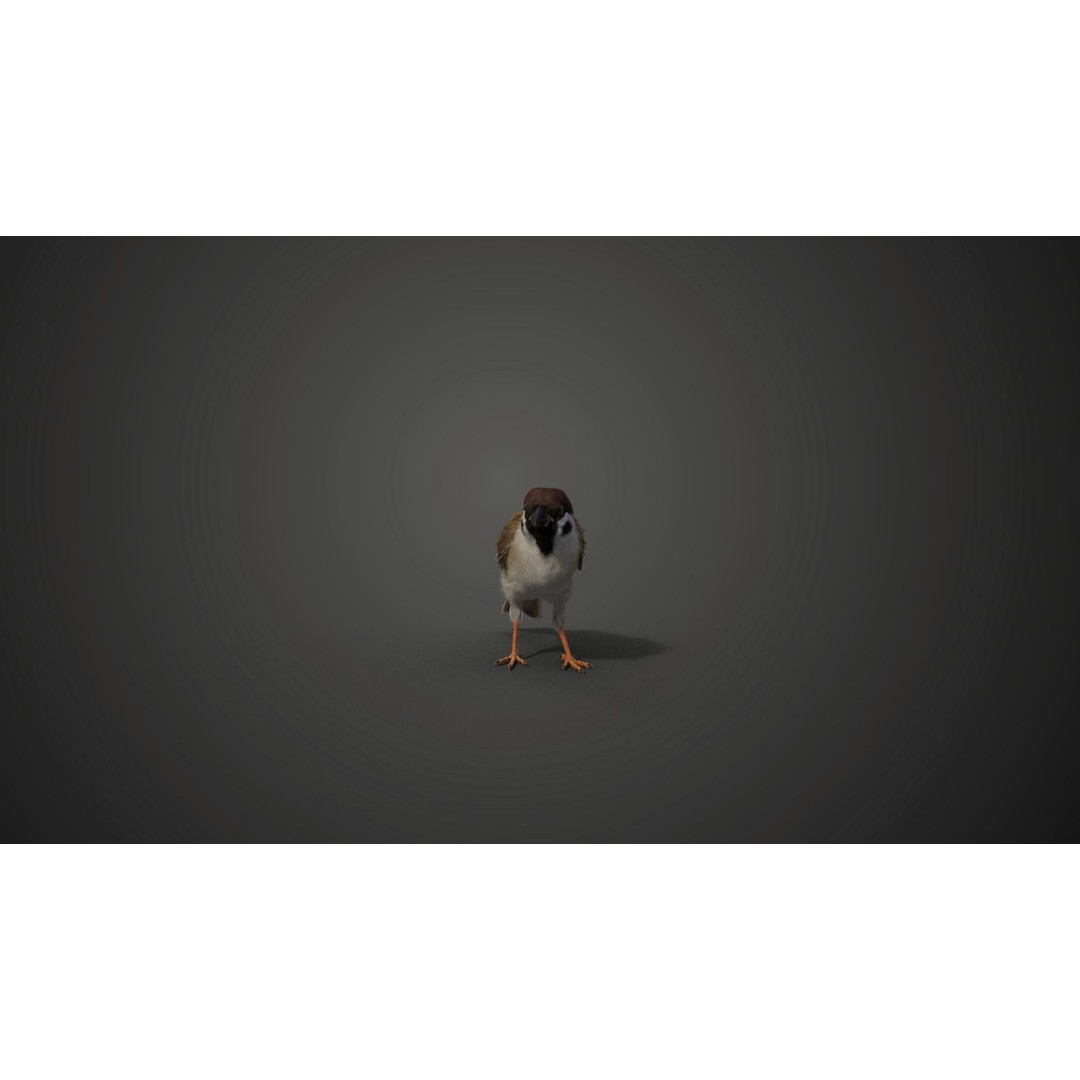 Sparrow 3D Model – Realistic Animated Bird with Rigging and PBR Textures - View 10
