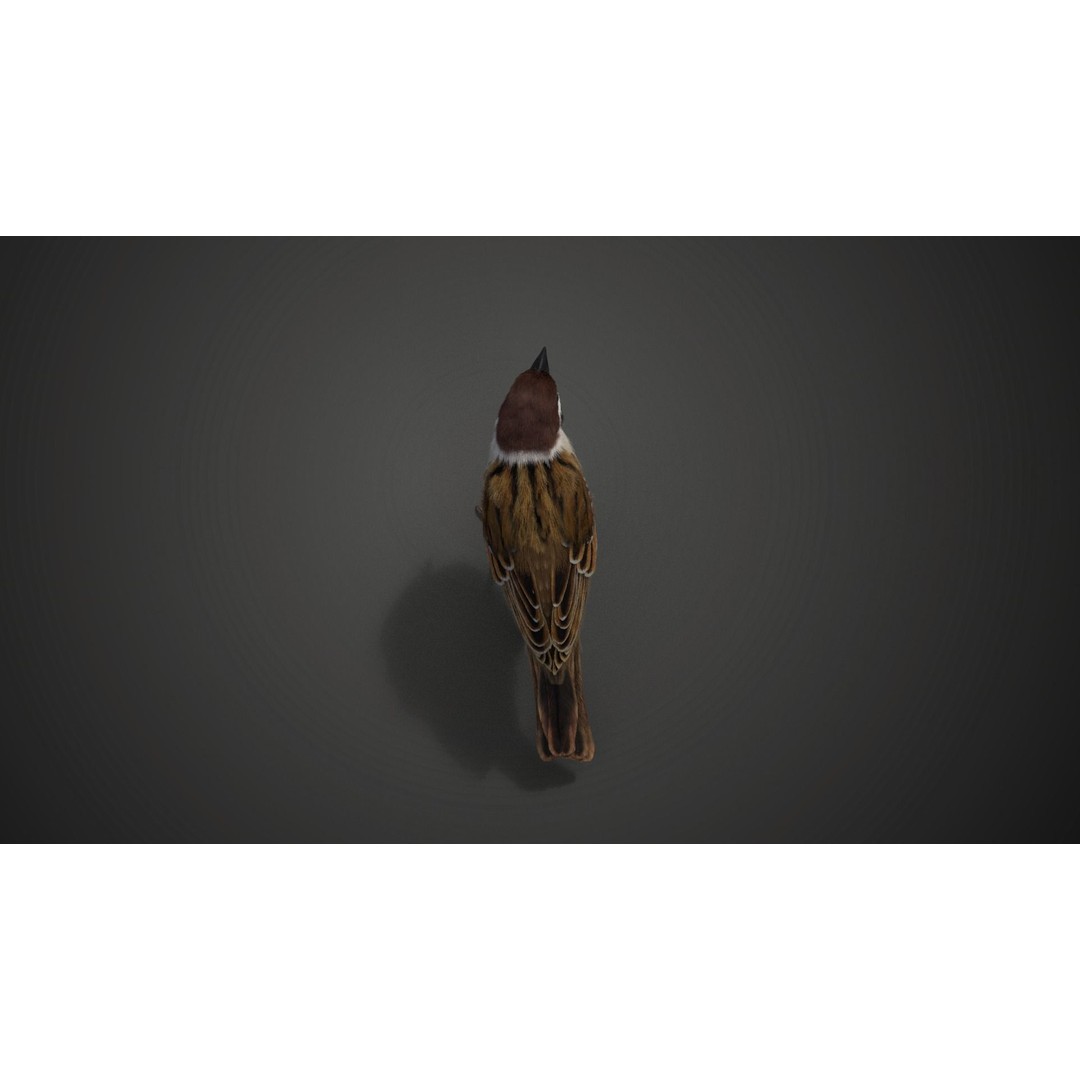 Sparrow 3D Model – Realistic Animated Bird with Rigging and PBR Textures - View 11