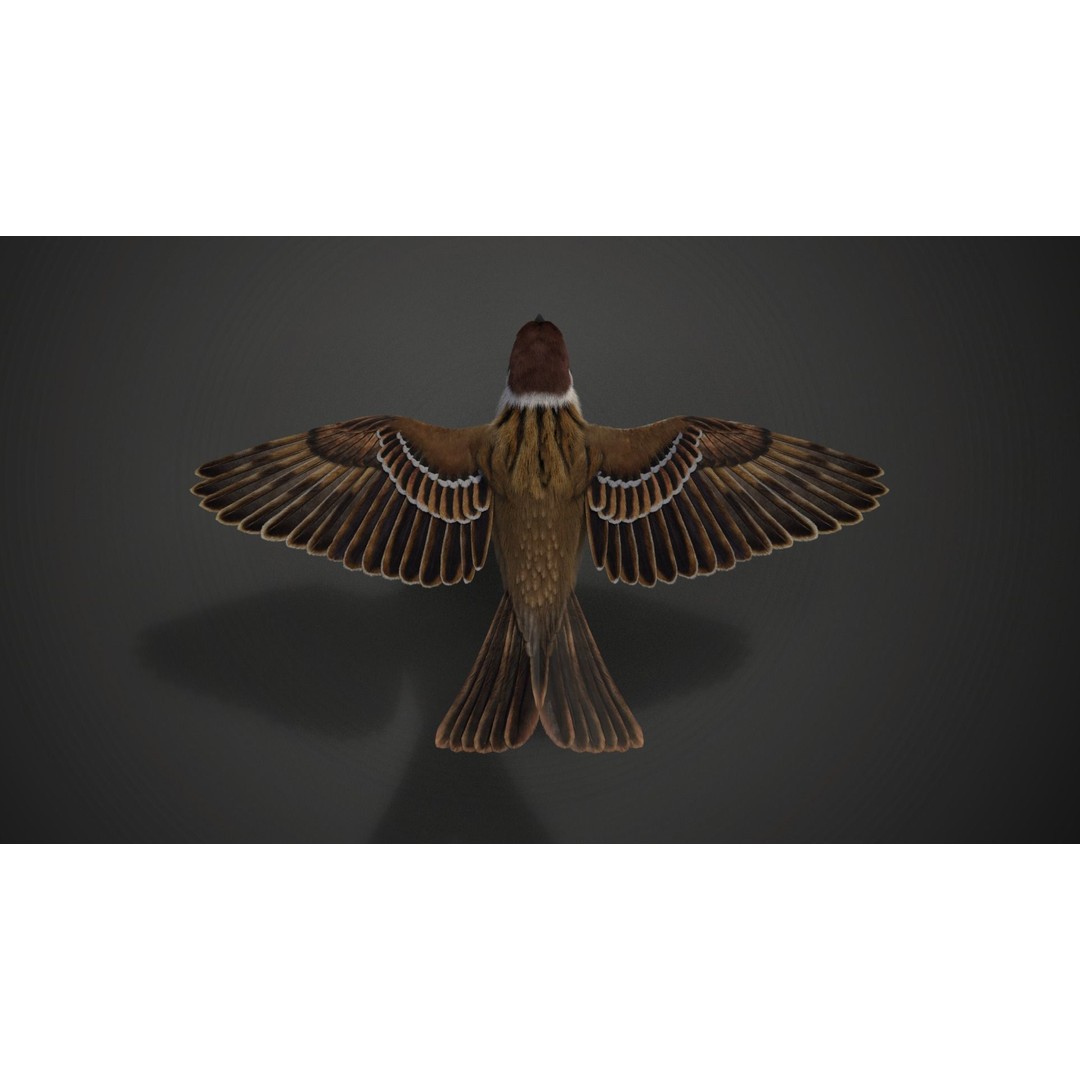 Sparrow 3D Model – Realistic Animated Bird with Rigging and PBR Textures - View 12