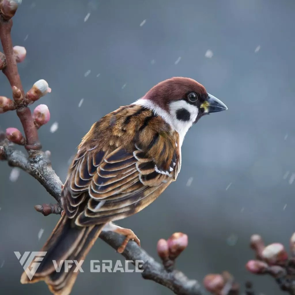 Sparrow 3D Model – Realistic Animated Bird with Rigging and PBR Textures - View 2