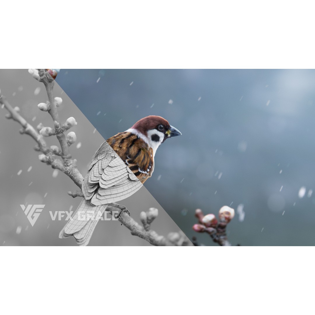 Sparrow 3D Model – Realistic Animated Bird with Rigging and PBR Textures - View 3