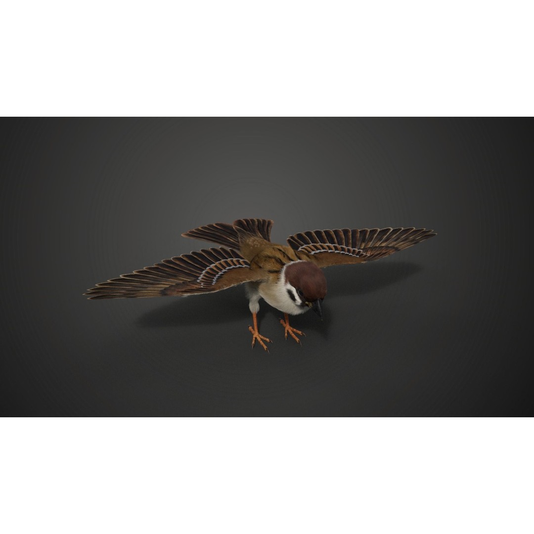 Sparrow 3D Model – Realistic Animated Bird with Rigging and PBR Textures - View 6