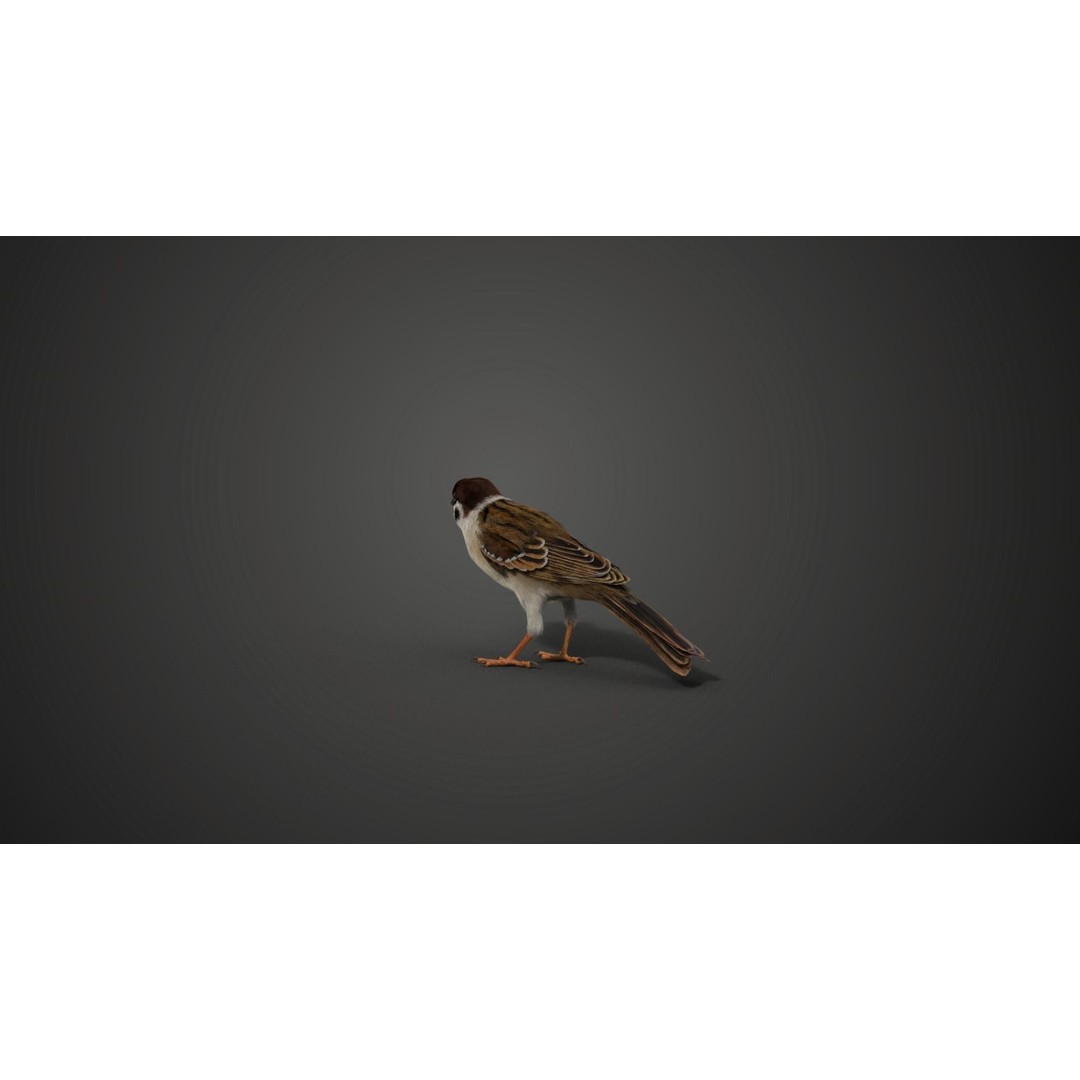 Sparrow 3D Model – Realistic Animated Bird with Rigging and PBR Textures - View 7
