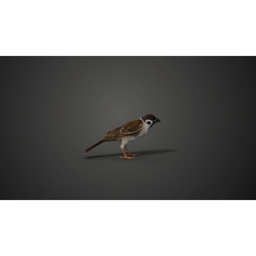 Sparrow 3D Model – Realistic Animated Bird with Rigging and PBR Textures - View 8