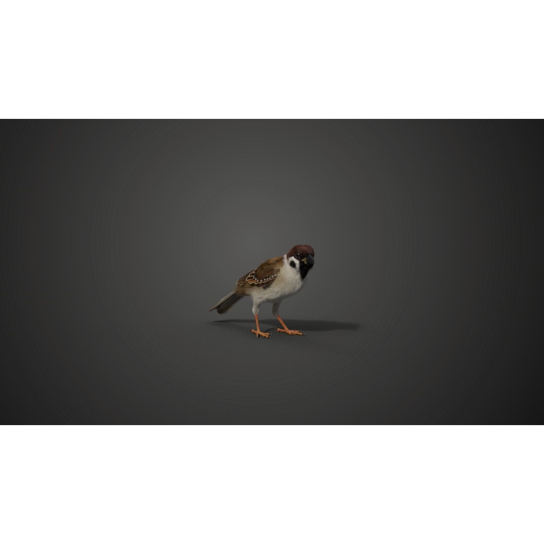 Sparrow 3D Model – Realistic Animated Bird with Rigging and PBR Textures - View 9