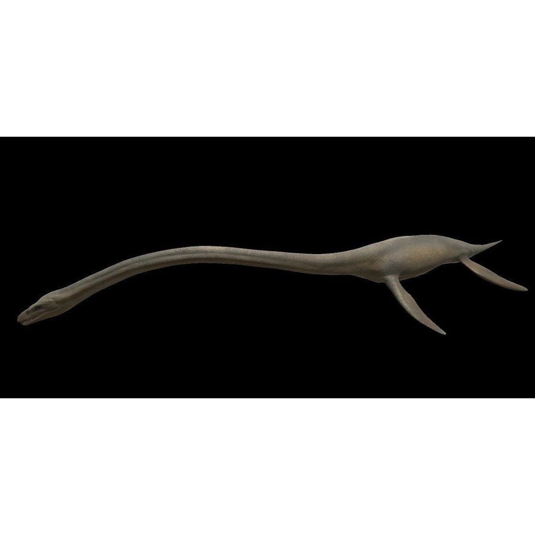 Elasmosaurus 3D Model – Low Poly Game-Ready Dinosaur with Animations - View 12