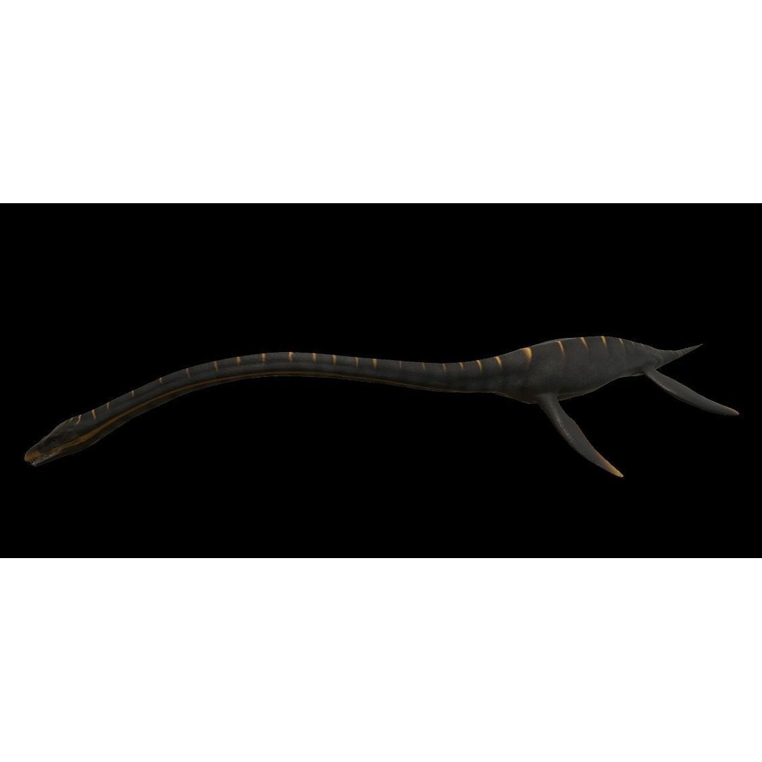 Elasmosaurus 3D Model – Low Poly Game-Ready Dinosaur with Animations - View 13
