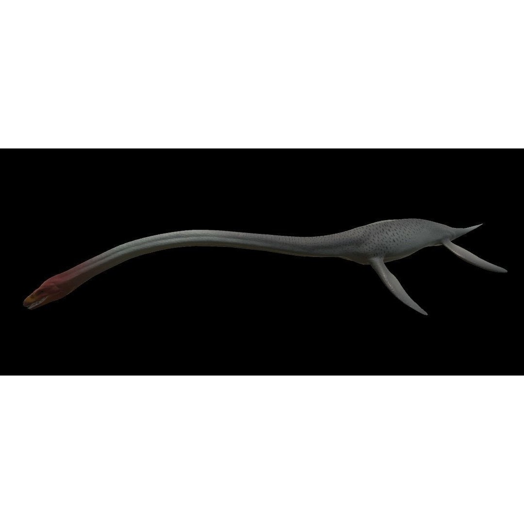 Elasmosaurus 3D Model – Low Poly Game-Ready Dinosaur with Animations - View 9
