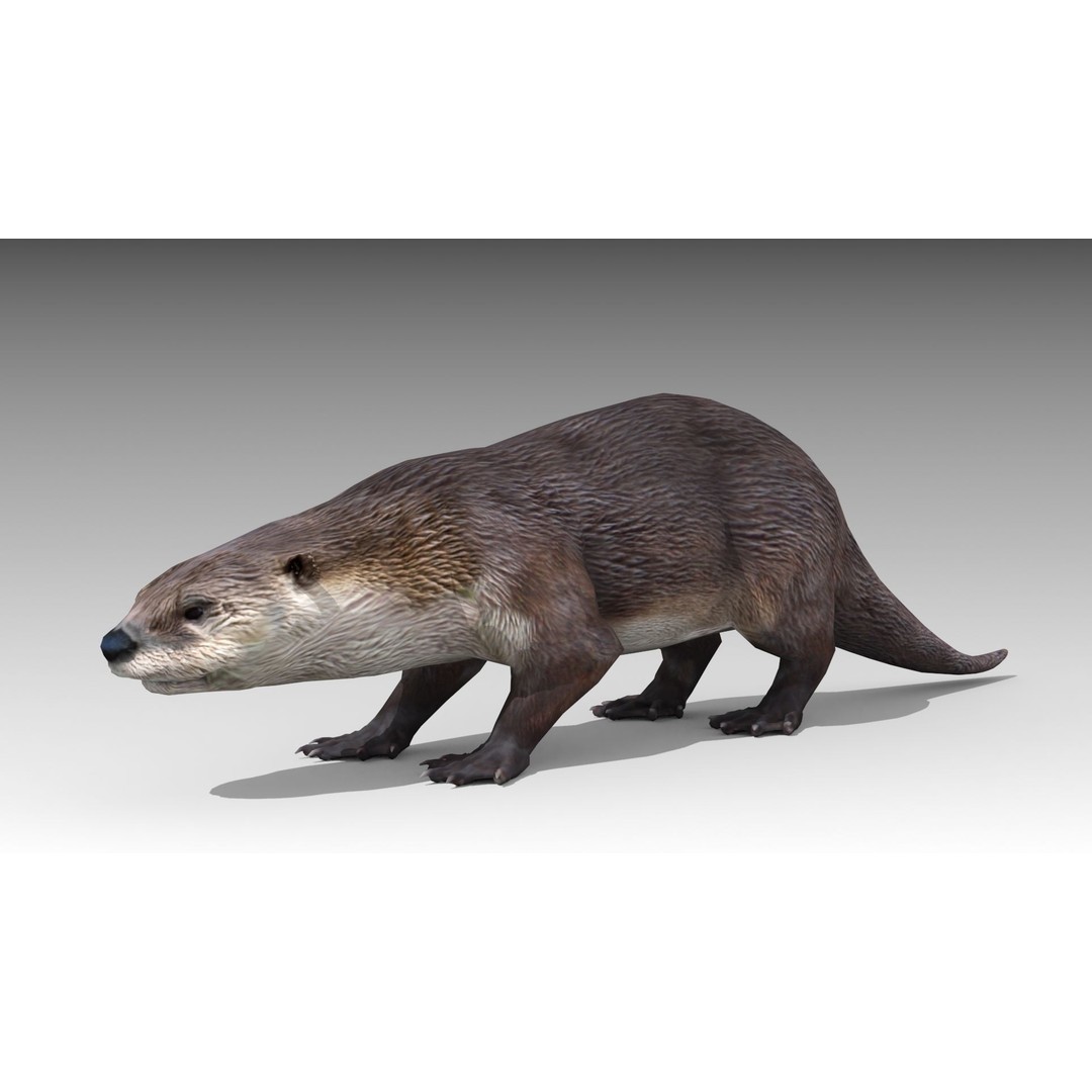 Otter 3D Model – Low Poly Rigged Character with 19 Animations - View 10