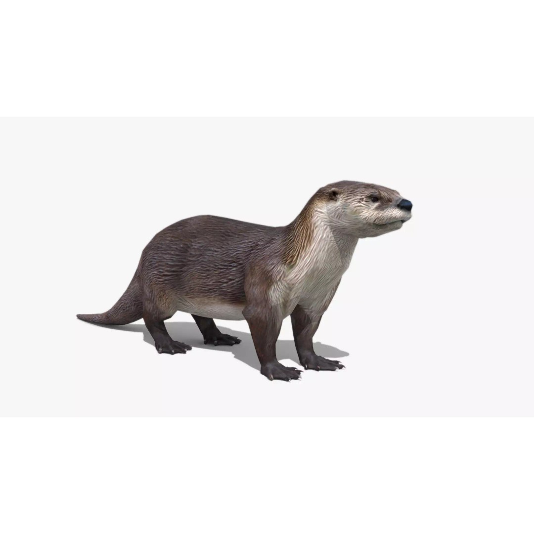 Otter 3D Model – Low Poly Rigged Character with 19 Animations - View 2