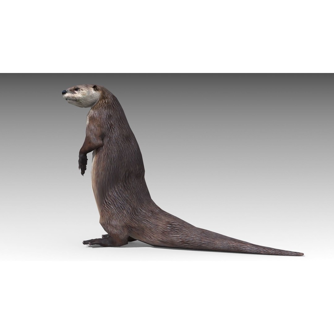 Otter 3D Model – Low Poly Rigged Character with 19 Animations - View 3