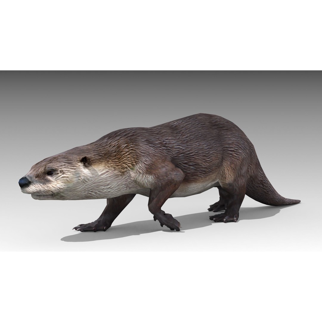 Otter 3D Model – Low Poly Rigged Character with 19 Animations - View 4