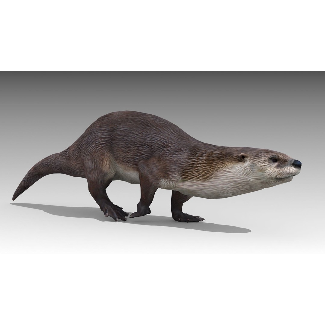 Otter 3D Model – Low Poly Rigged Character with 19 Animations - View 5
