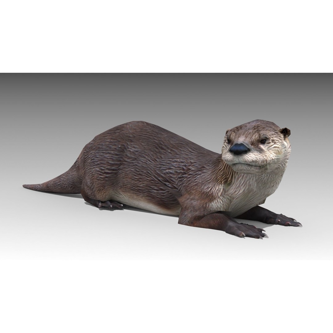 Otter 3D Model – Low Poly Rigged Character with 19 Animations - View 6