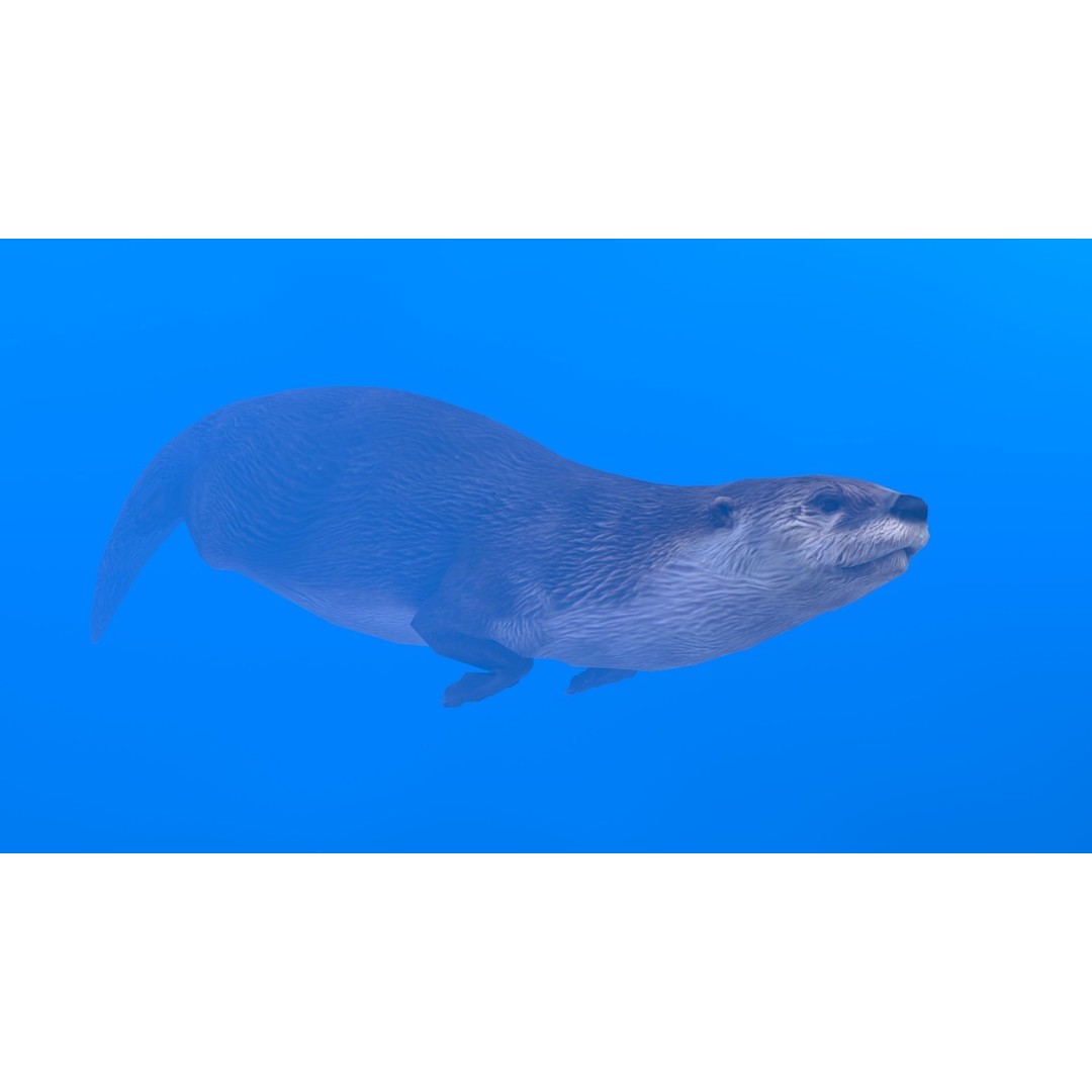 Otter 3D Model – Low Poly Rigged Character with 19 Animations - View 7