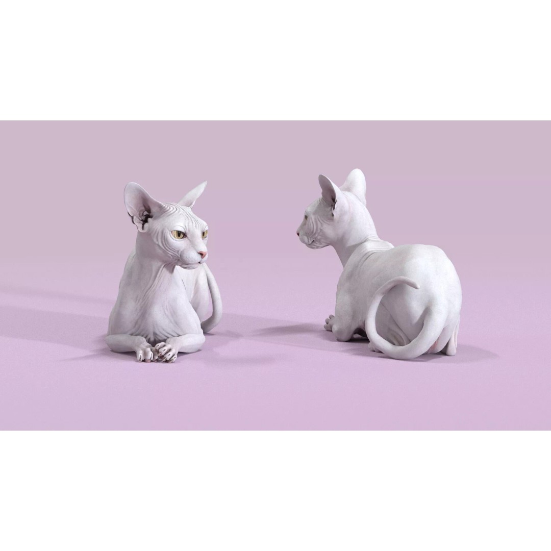 Sphynx Cat 3D Model – Realistic Lying Pose, PBR Textures, FBX - View 10