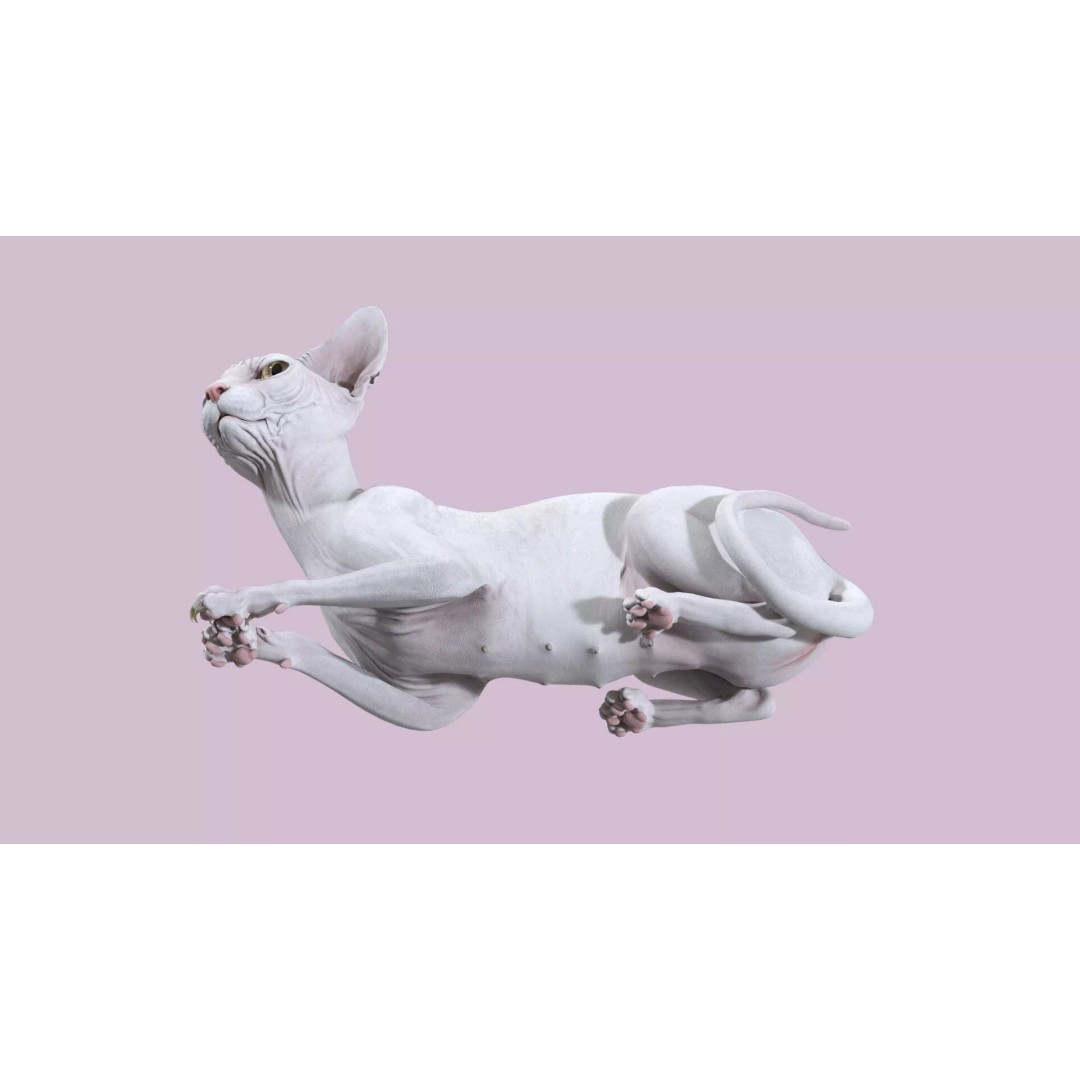 Sphynx Cat 3D Model – Realistic Lying Pose, PBR Textures, FBX - View 11