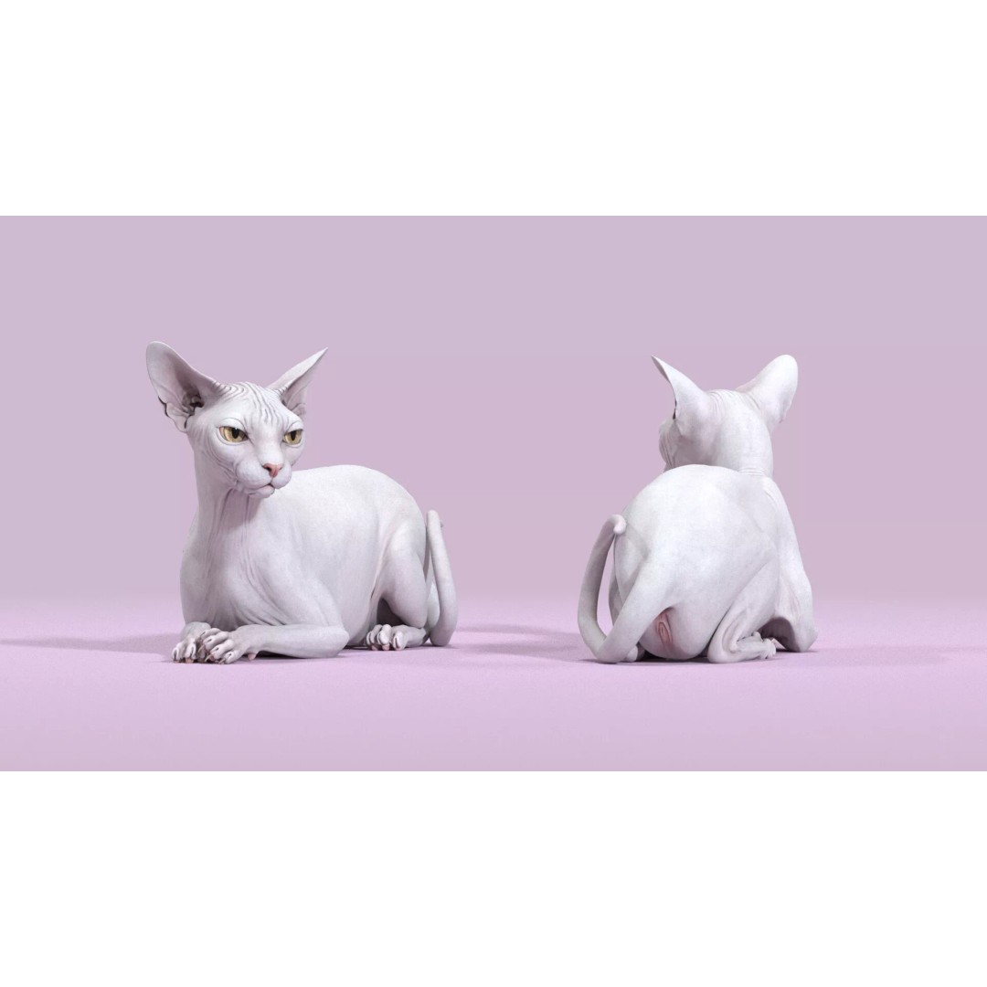 Sphynx Cat 3D Model – Realistic Lying Pose, PBR Textures, FBX - View 12