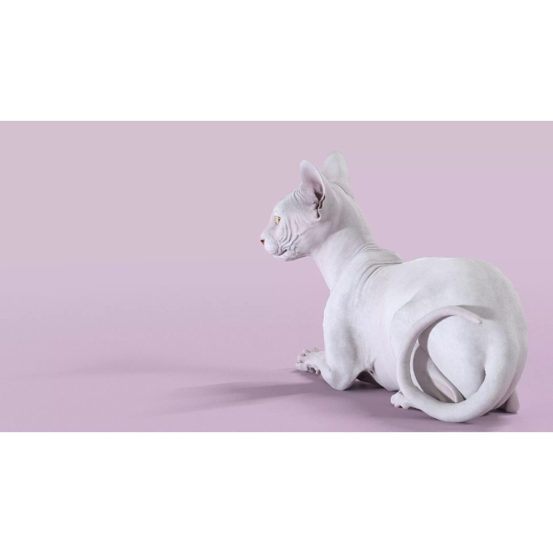 Sphynx Cat 3D Model – Realistic Lying Pose, PBR Textures, FBX - View 13