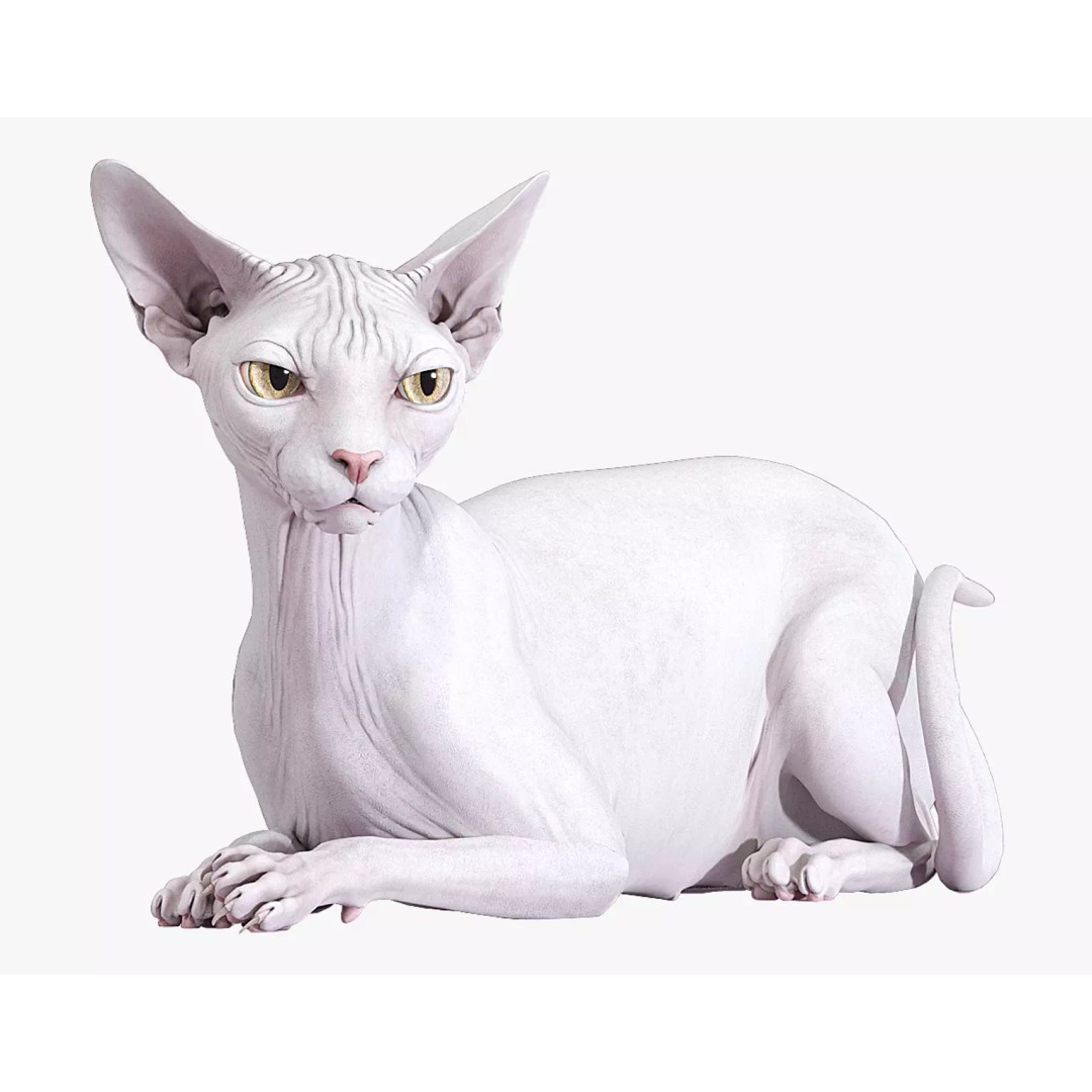 Sphynx Cat 3D Model – Realistic Lying Pose, PBR Textures, FBX - View 2