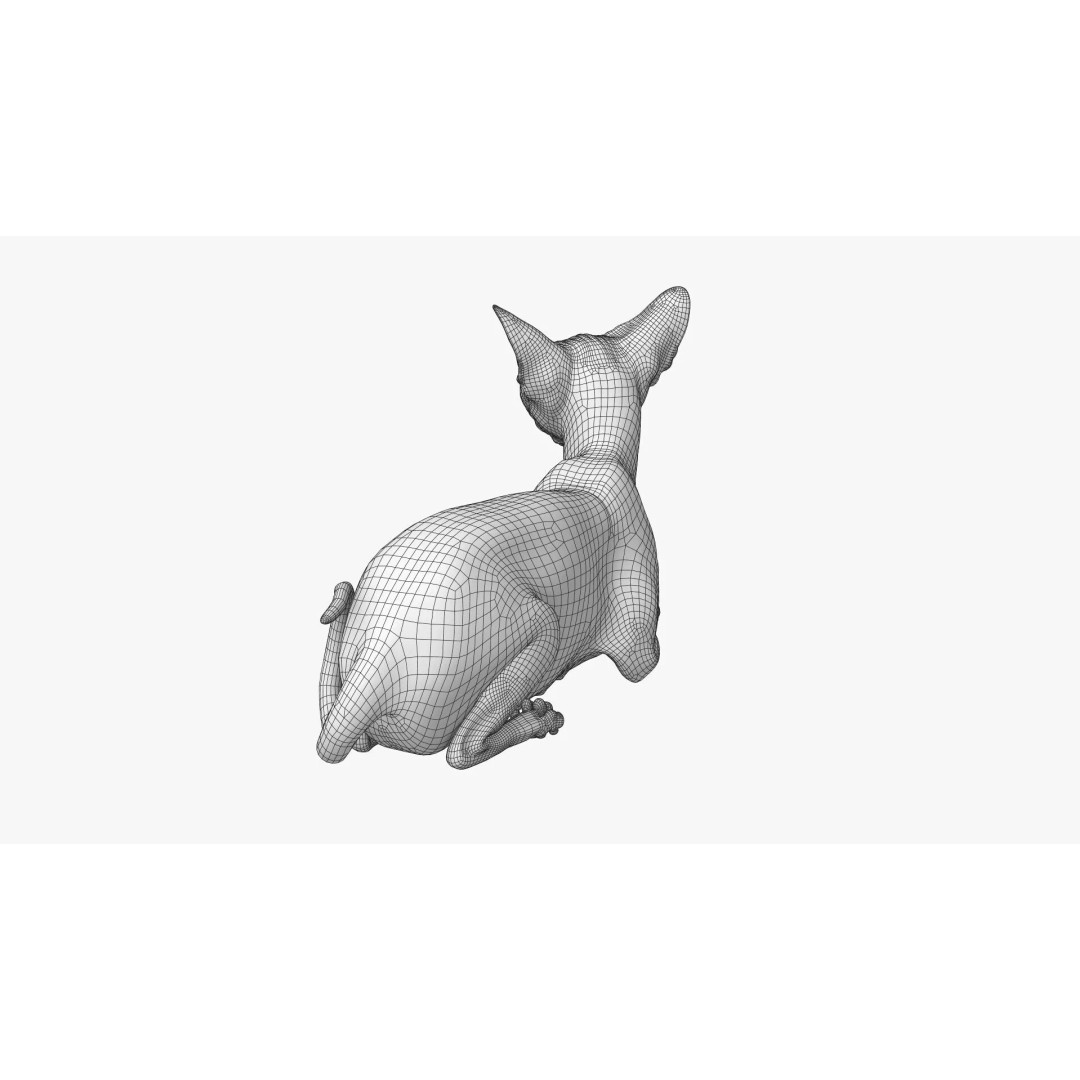 Sphynx Cat 3D Model – Realistic Lying Pose, PBR Textures, FBX - View 20