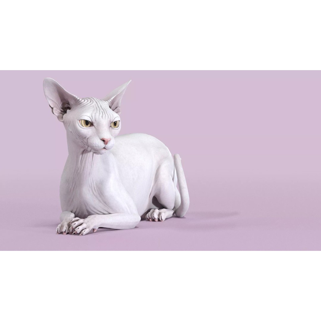 Sphynx Cat 3D Model – Realistic Lying Pose, PBR Textures, FBX - View 3