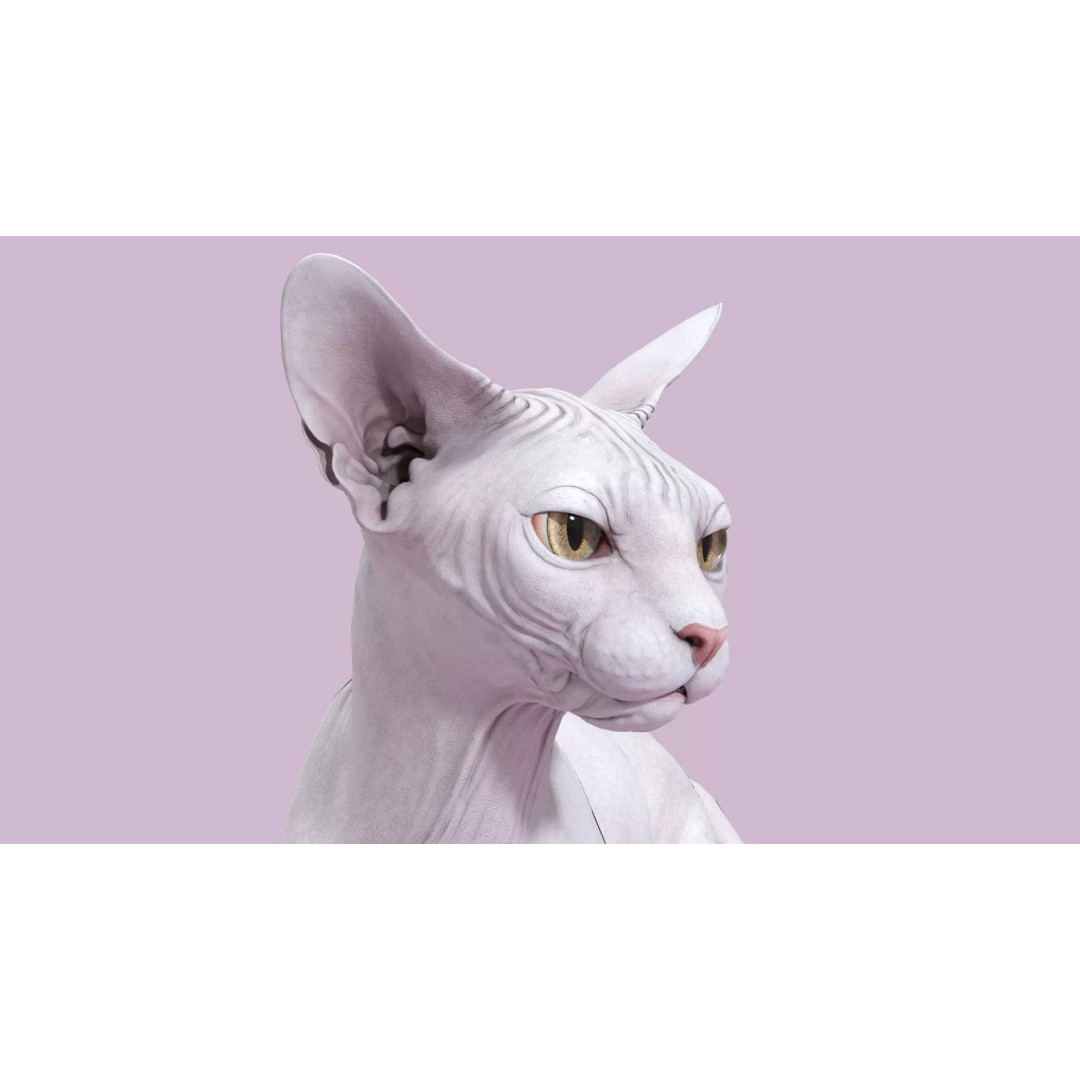 Sphynx Cat 3D Model – Realistic Lying Pose, PBR Textures, FBX - View 4