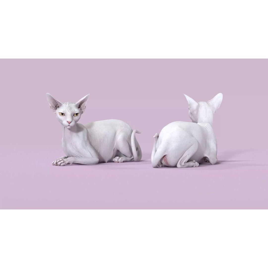 Sphynx Cat 3D Model – Realistic Lying Pose, PBR Textures, FBX - View 5