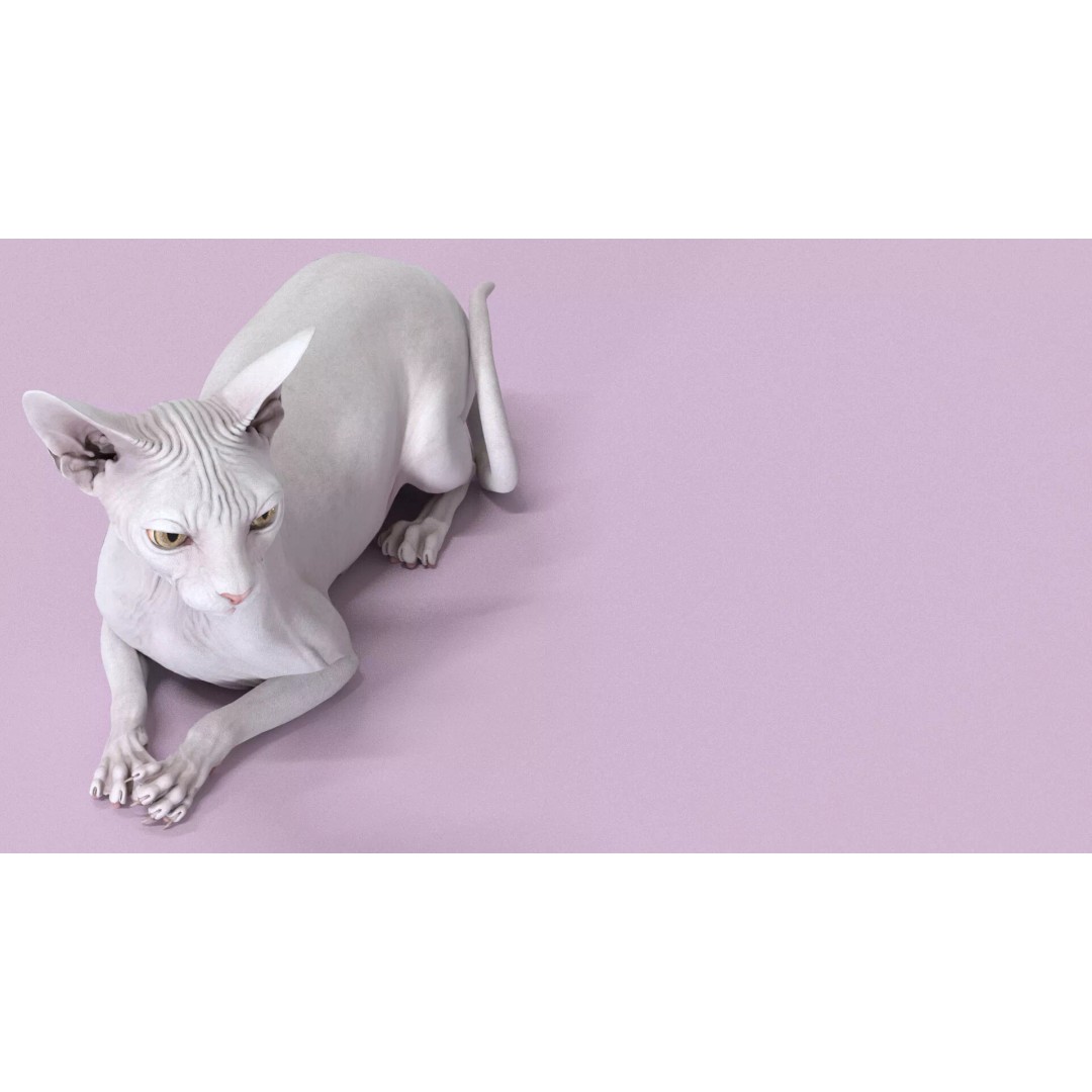 Sphynx Cat 3D Model – Realistic Lying Pose, PBR Textures, FBX - View 6