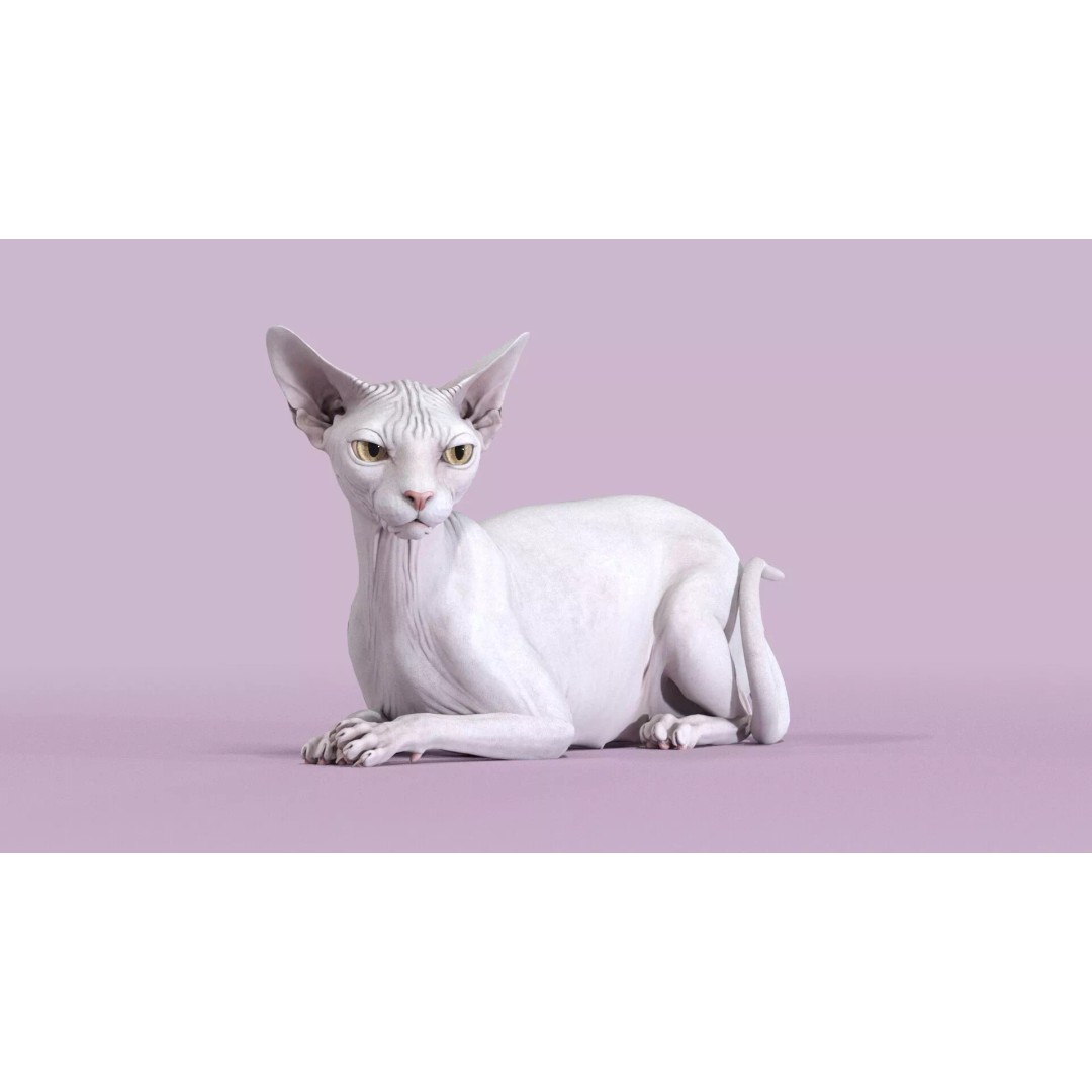 Sphynx Cat 3D Model – Realistic Lying Pose, PBR Textures, FBX - View 7