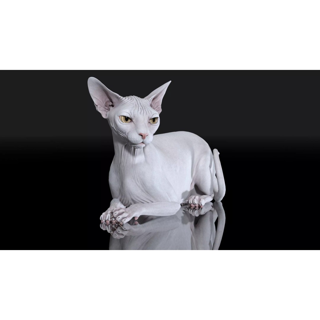 Sphynx Cat 3D Model – Realistic Lying Pose, PBR Textures, FBX - View 8
