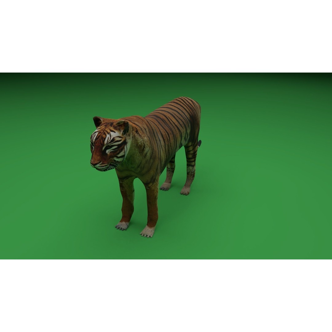 Tiger 3D Model – Low Poly Game Asset, FBX, PBR Textures